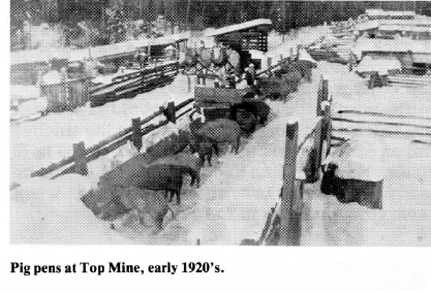 Top Mine pig pens (early 1920's)