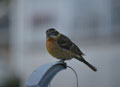 Black-headed Grosbeak juvenile