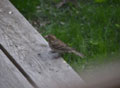 Cassin's Finch female