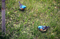 Lazuli Buntings