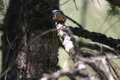 Red-breasted Nuthatch