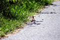 sparrow
