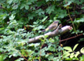 Warbler-Audubon's Yellow-rumped