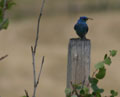 Mountain Bluebird